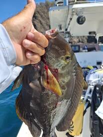 THE UNDERWATER HUNTER: Precision, Breath