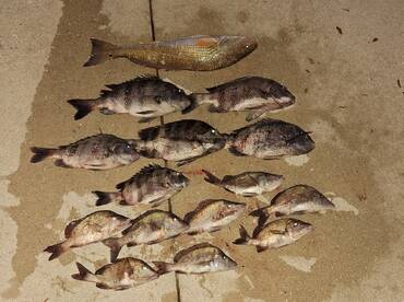 Sheepshead, Mangrove Snapper, Redfish on
