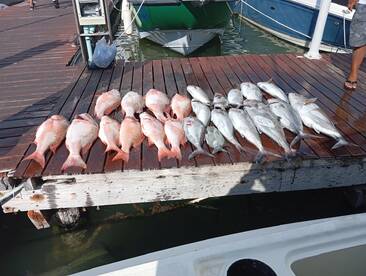 4 hours of bottom fishing, good catches