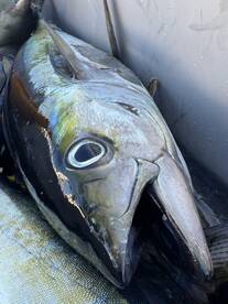 Tunas and YellowSnapper