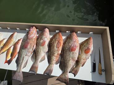 Marco Island Report Photo 1