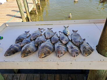 Spring Break bite is on