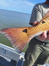 Venice Report Photo 2