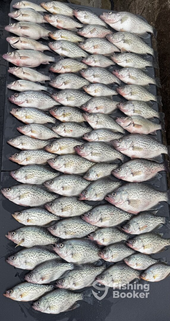 Tega Cay Verslag Foto 0