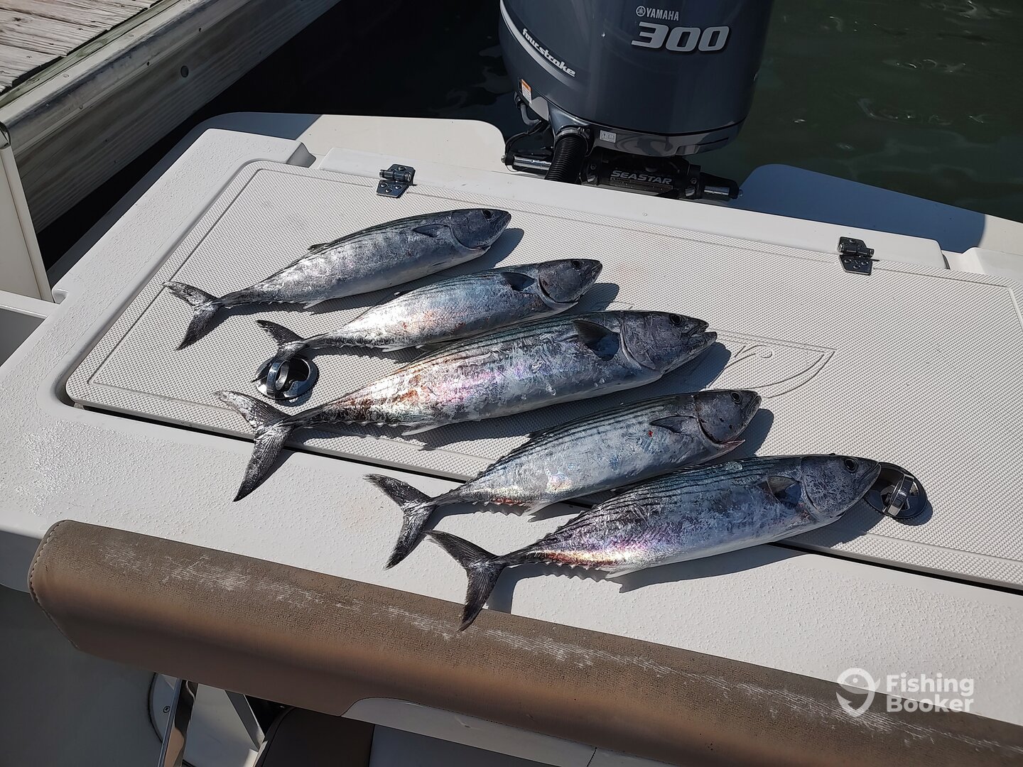 Atlantic bonito are showing up now!