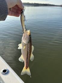 Savannah River Report Photo 1