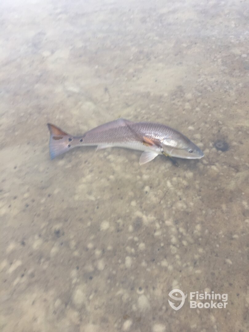 Navarre Report Photo 0