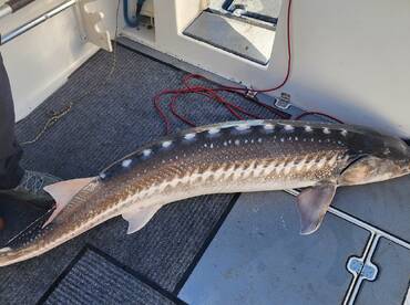 Richmond Report Photo 2