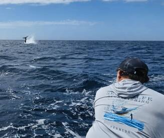 Bermuda Verslag Foto 2