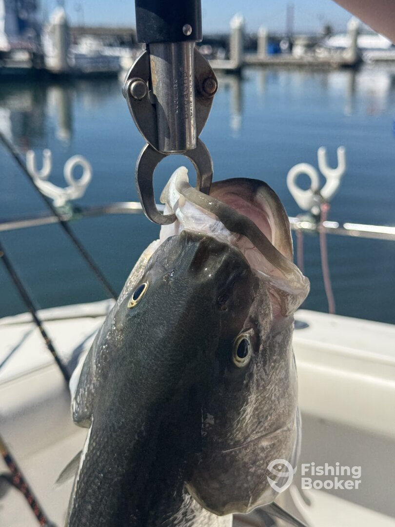 San Francisco Report Photo 0