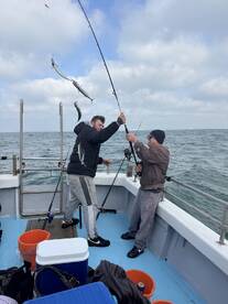 The mackerel are in!