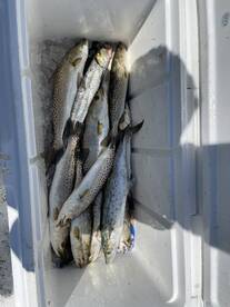 Steinhatchee Report Photo 2