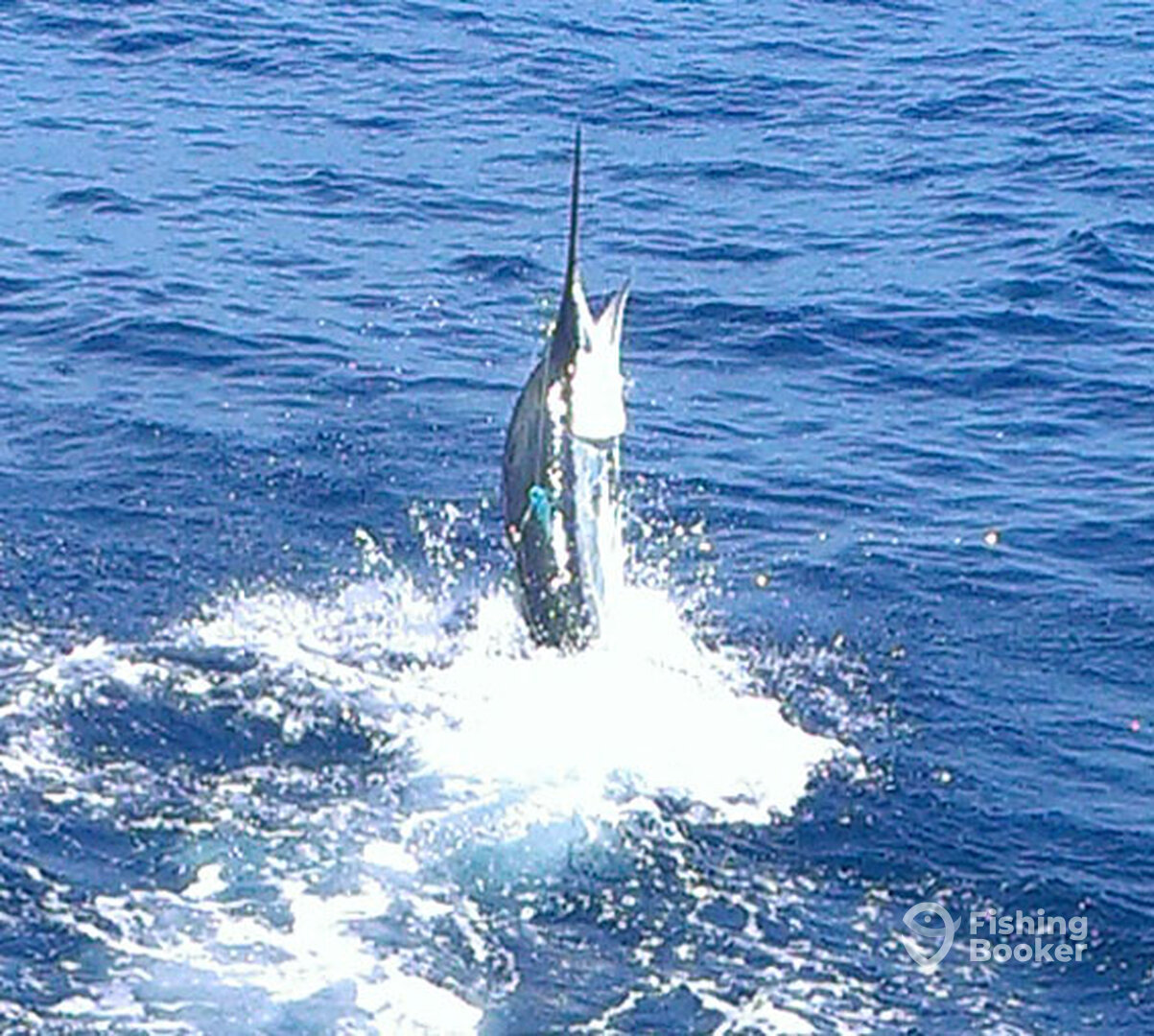 Sydney Report Photo 0