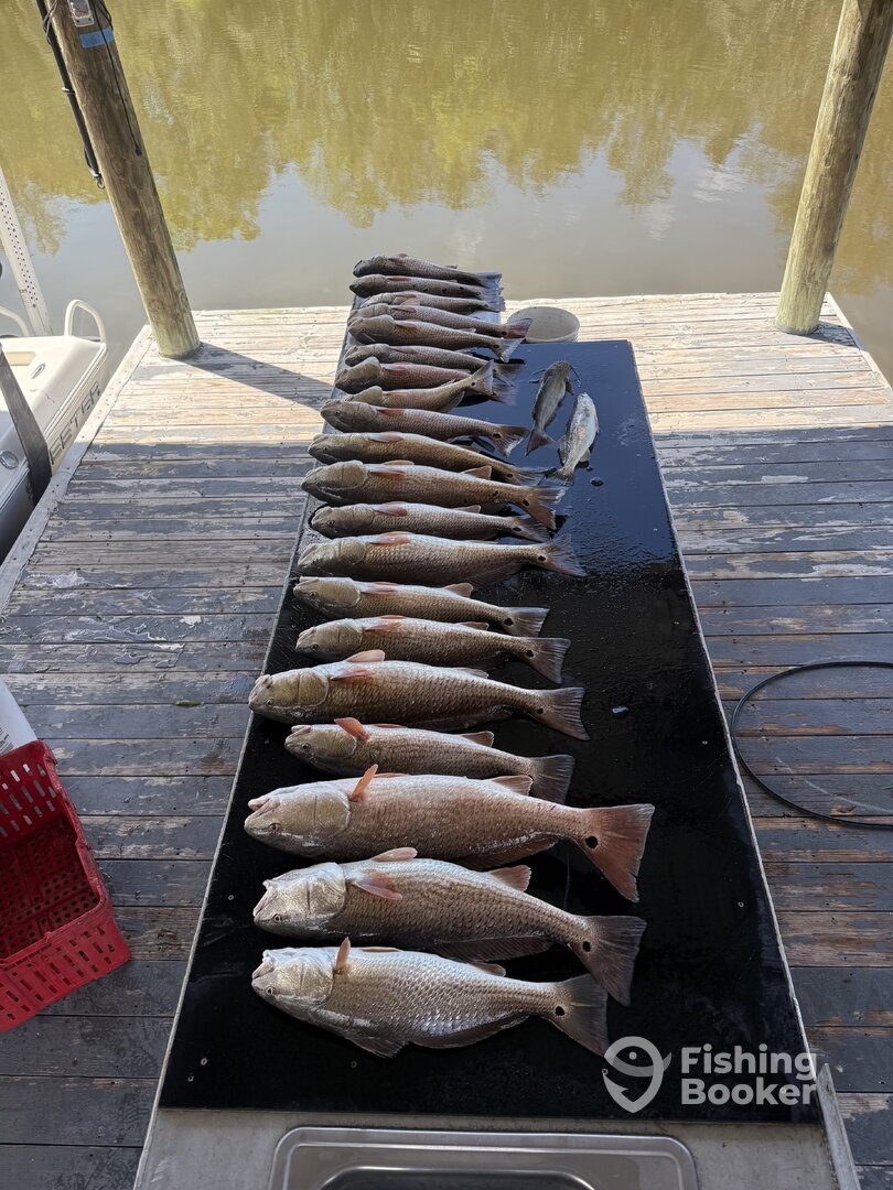 St. Bernard Report Photo 0