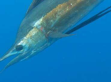 Sailfish! @ 1 mile  in S.J 