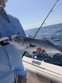 The over load abundance  of blue fish an