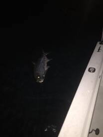 Miami Report Photo 1