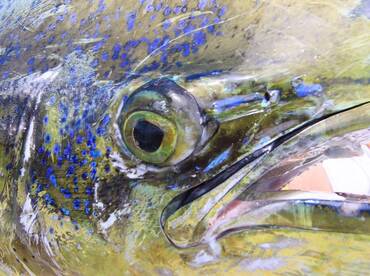 Quepos Report Photo 2