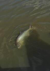 Flamingo fall fishing report