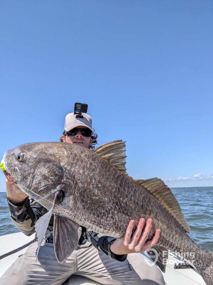 Big black drum on a Gulp! shrimp.