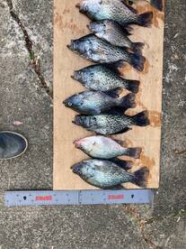 Springtime Crappie Fishing is excellent