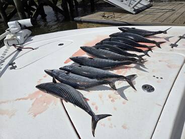 Spring is Springing!!