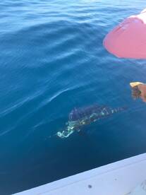 Herradura Report Photo 1