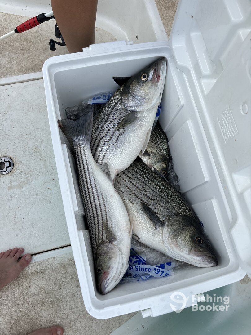 South Carolina Verslag Foto 0