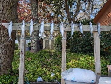 Spanish Mackerel 3 hour fun    16 spanis