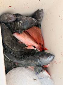 St. Simons Island Report Photo 1