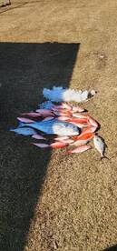 Fishing has been good