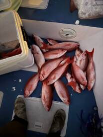 Panama City Beach Report Photo 2