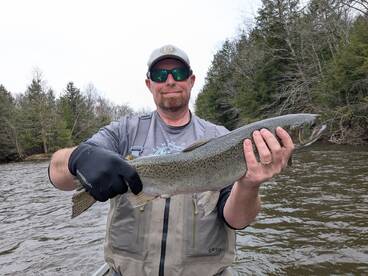 Steelhead a plenty 