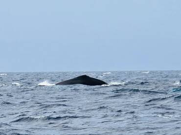 Humpback whales spring migration is stro
