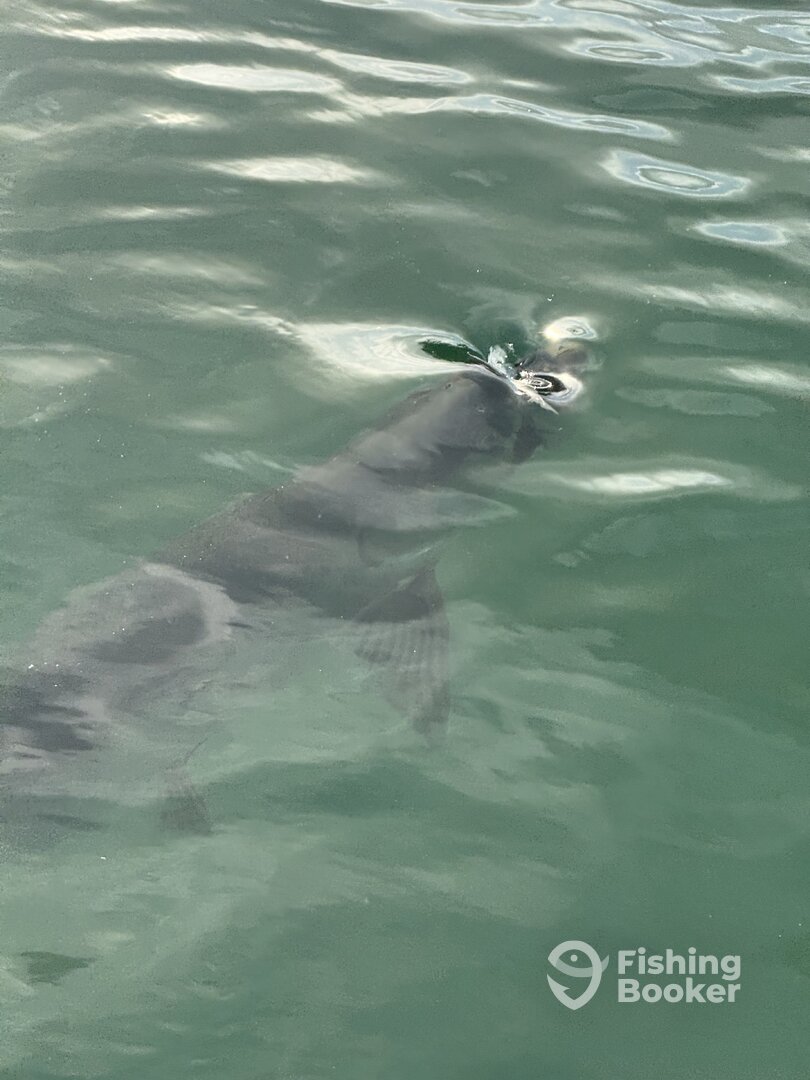 Stock Island Verslag Foto 0