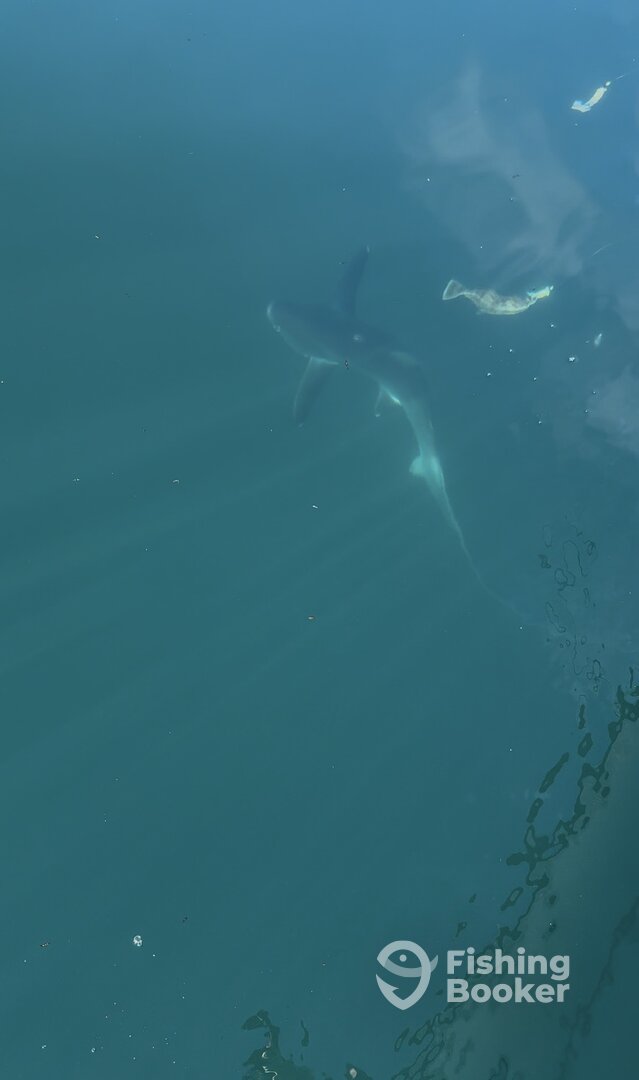 Los Angeles Verslag Foto 0