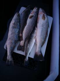 Had 4large Trout this trip