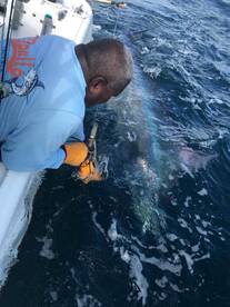 Massive Blue Marlin