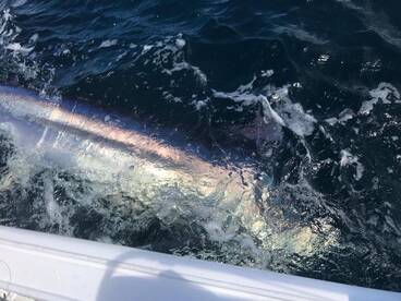 Tamarindo Report Photo 2