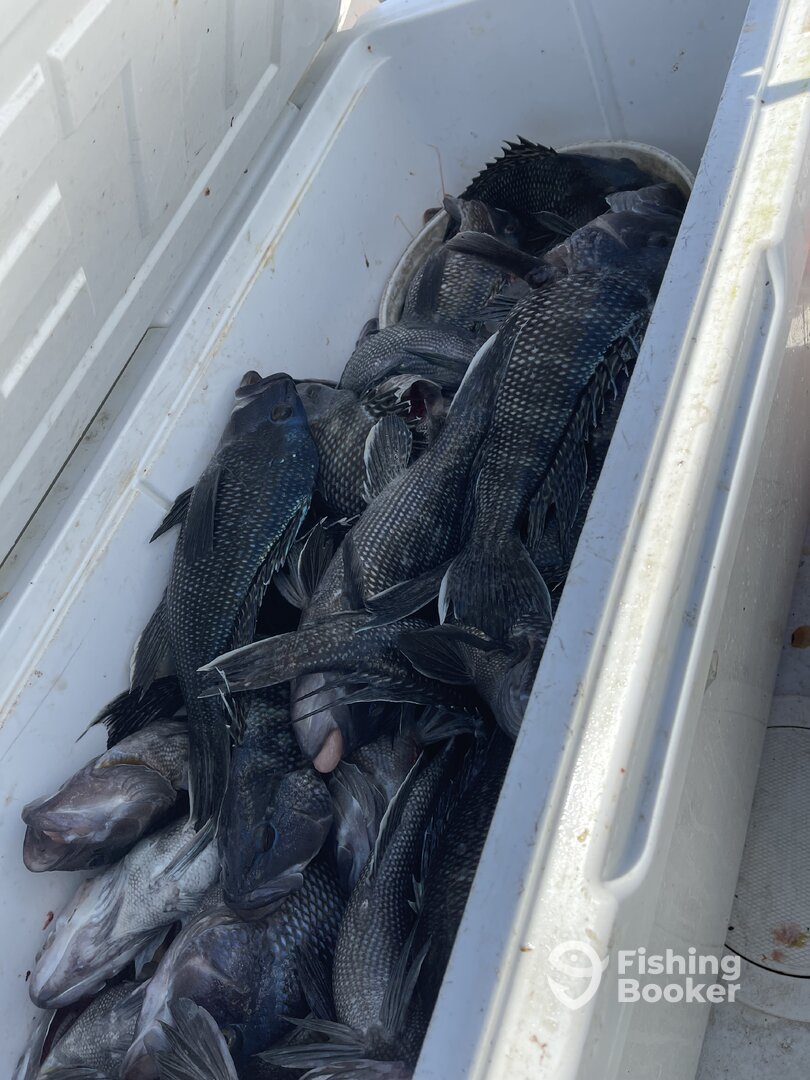 Daily Indian River Inlet Fishing Reports (May 2026)