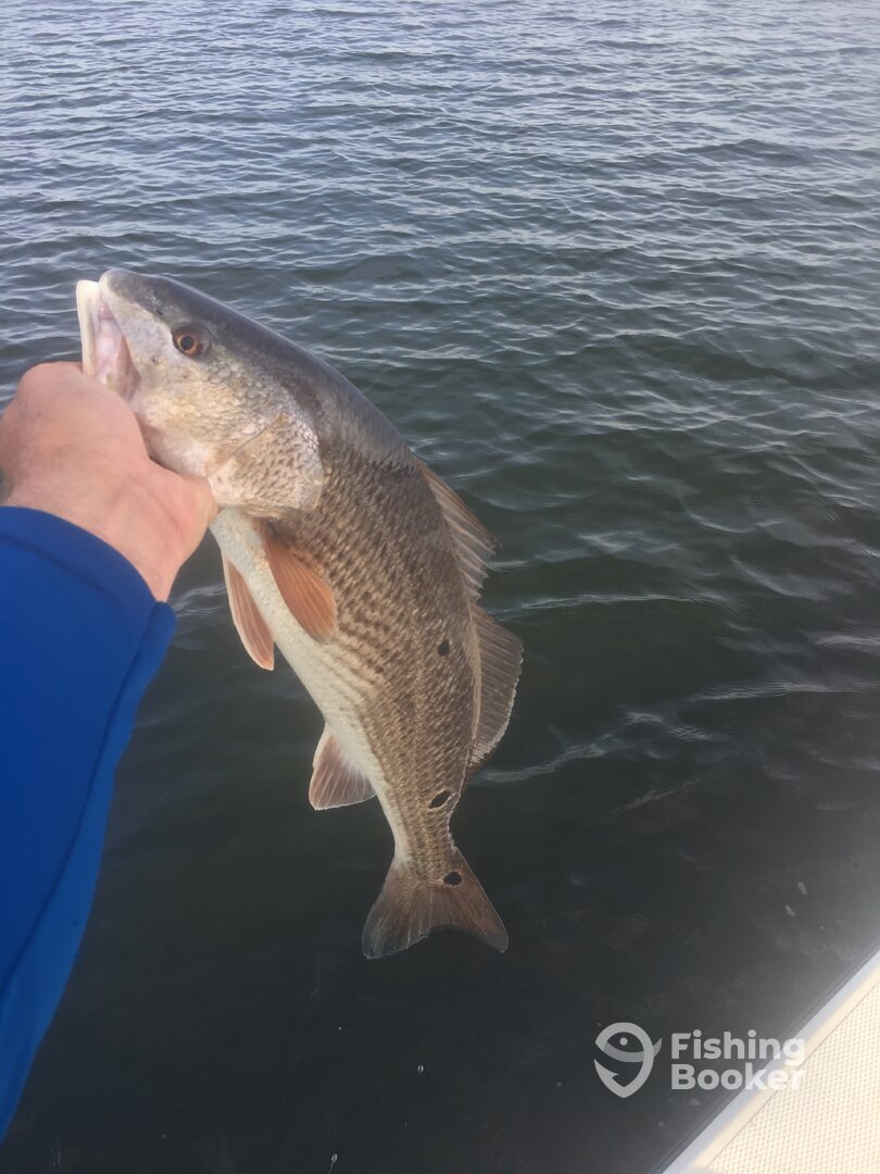 Mount Pleasant Report Photo 0