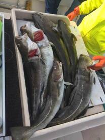 Montauk Report Photo 1