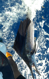 Marlin Fever Atlantida punta cana 