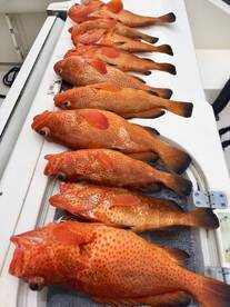 Strawberry Grouppers