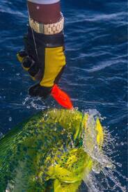 Quepos Report Photo 2