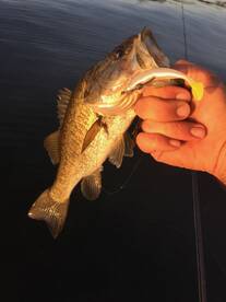 Orlando Report Photo 1