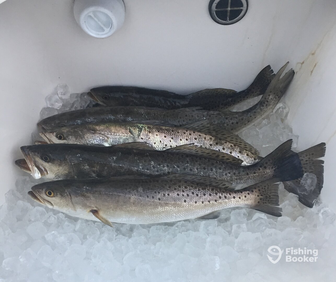 Book your trip today!