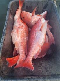 Gulf Shores Report Photo 1