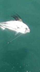 Quepos Report Photo 1