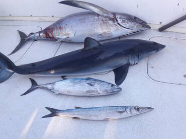Mako tuna baracudas